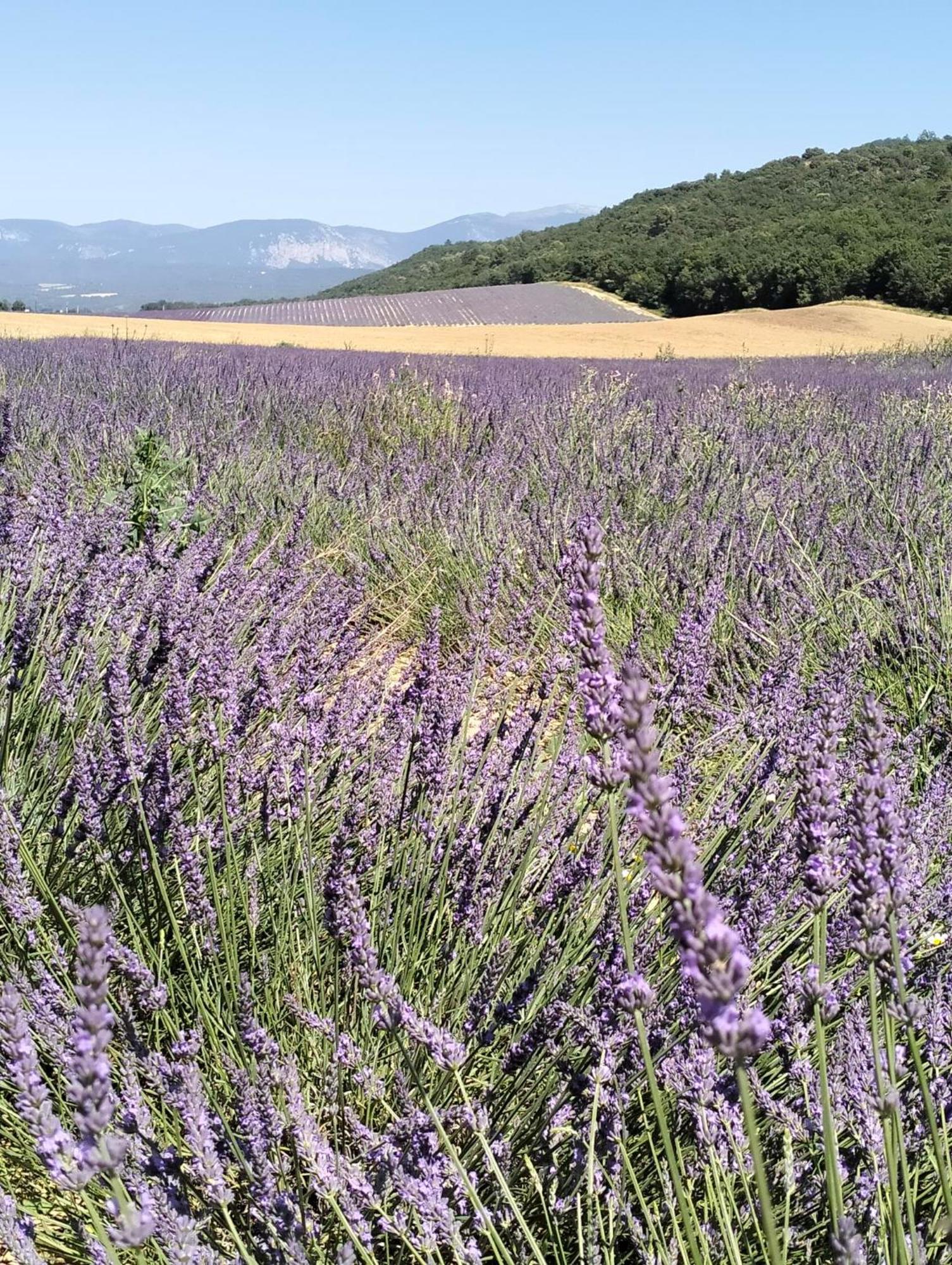 La Provence Vous Attend***!!! - 1Er Etage Digne-les-Bains Luaran gambar