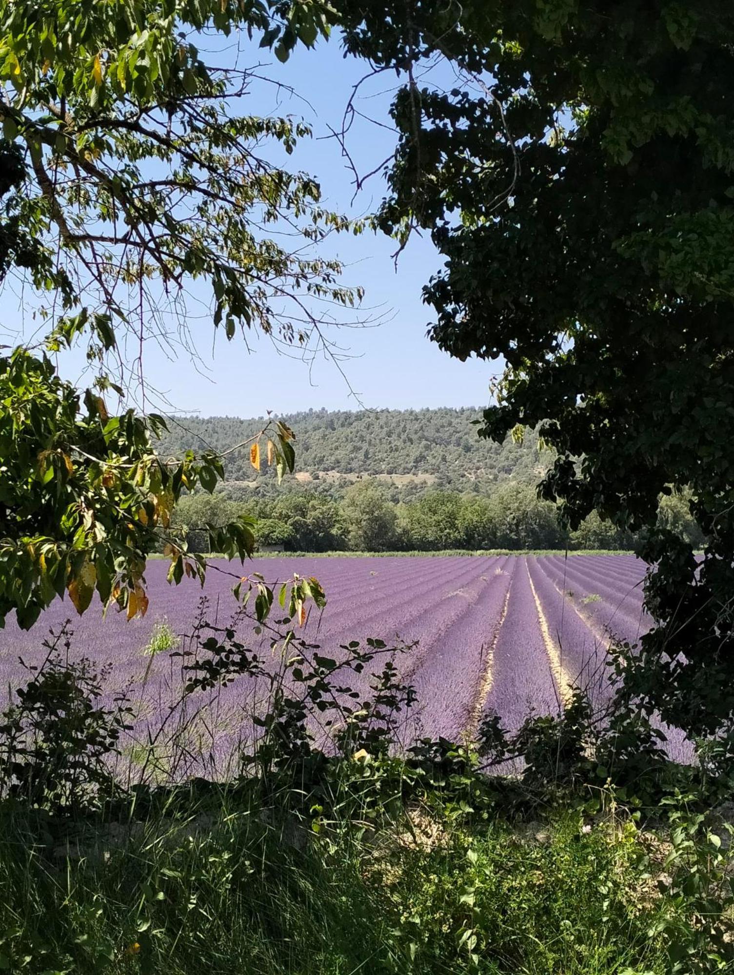 La Provence Vous Attend***!!! - 1Er Etage Digne-les-Bains Luaran gambar